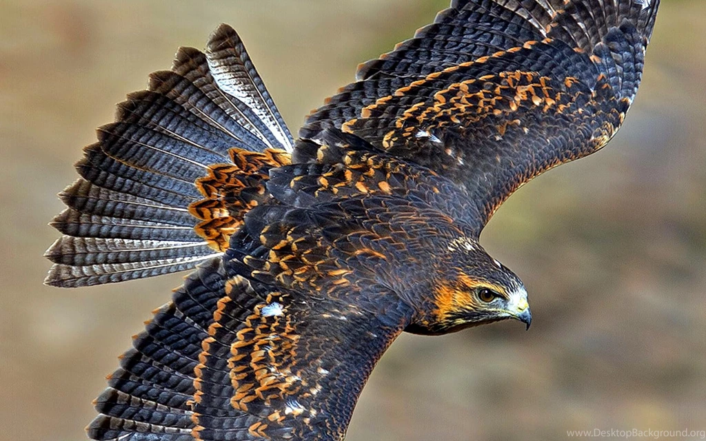 Bird Of Prey (