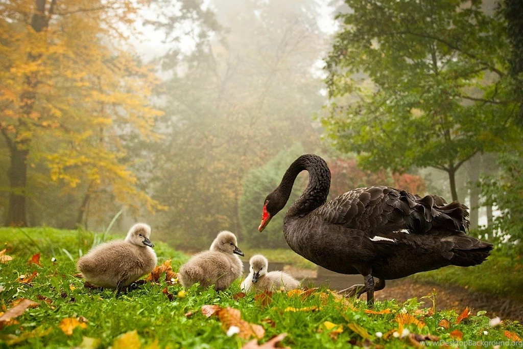 Wallpapers For You: 25 Most Beautiful Animals