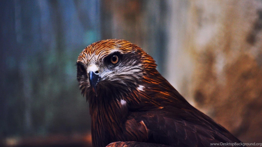 Hawks Blurred Backgrounds Birds Bird Of Prey Wallpapers