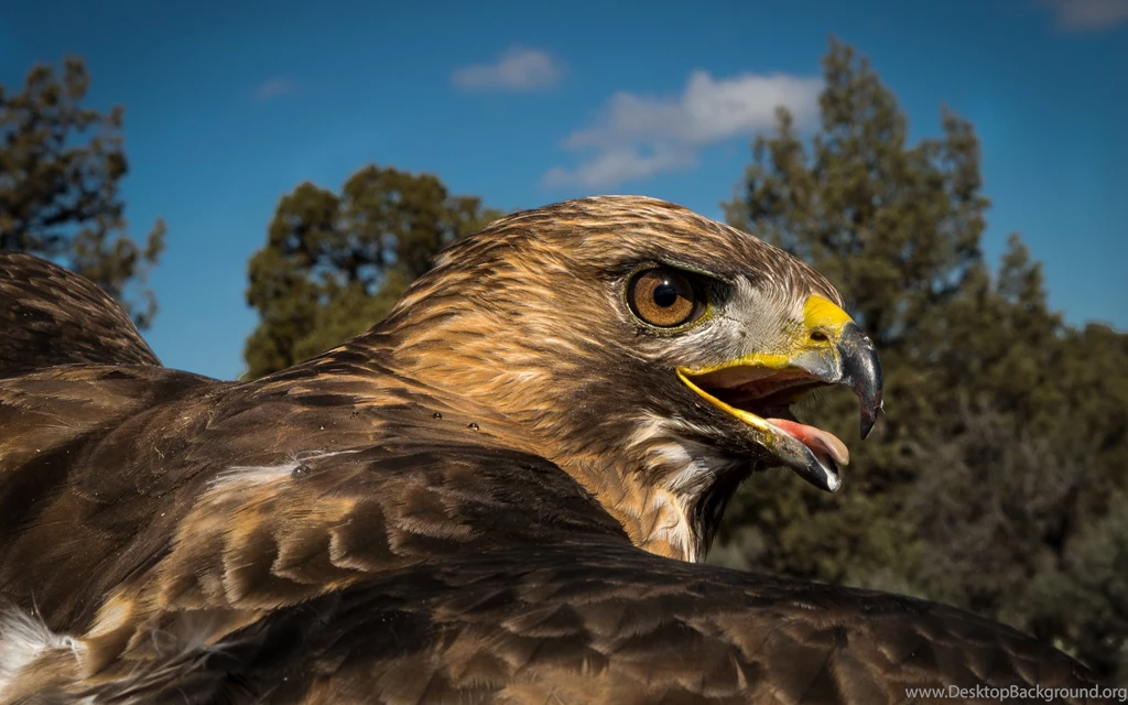 Birds Of Prey HD Wallpapers. 4K Wallpapers