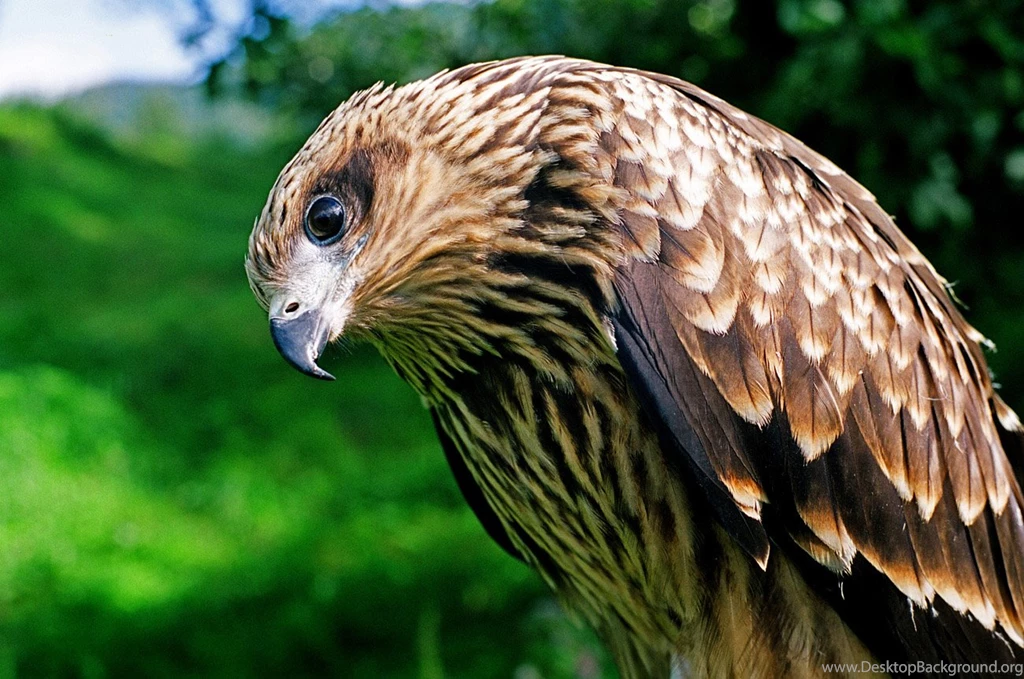 Bird Of Prey Desktop Wallpapers   HD Wallpaper Backgrounds Of ...