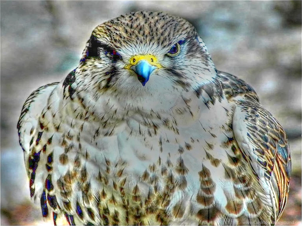 Bird Of Prey Desktop Wallpapers ~ Toptenpack.com