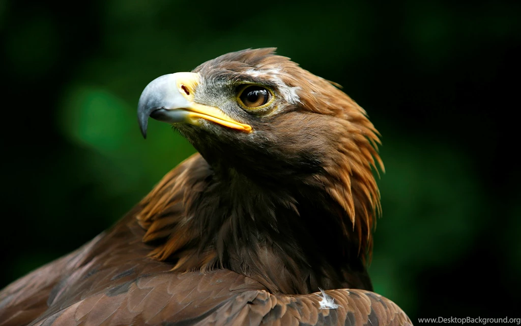 Birds of prey wallpapers HD