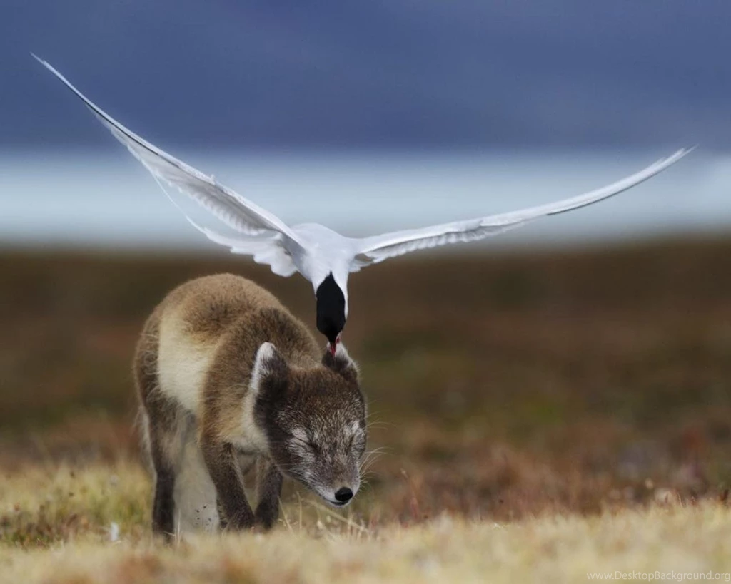 Attack Birds Foxes Prey Wallpapers