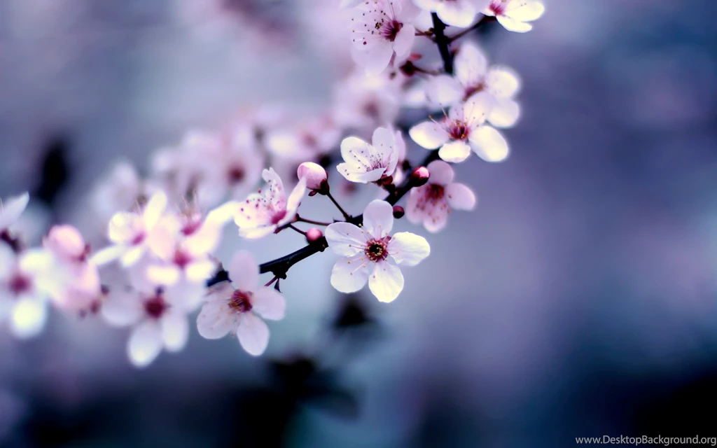 Other Wallpaper: Sweet Picture Wallpapers For Desktop From ...