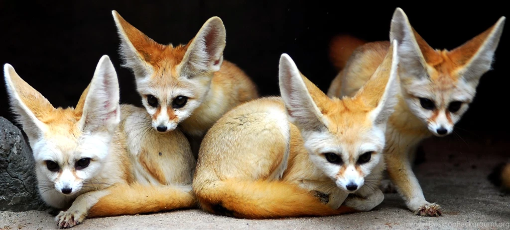 Animals Fennec Fox Wallpapers (