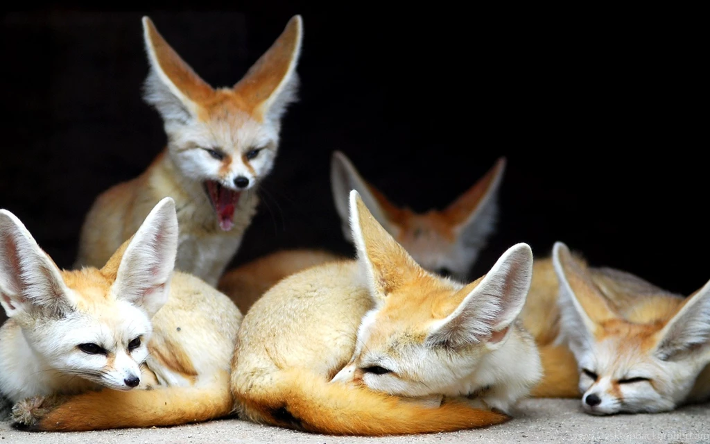 FennecFoxes.net