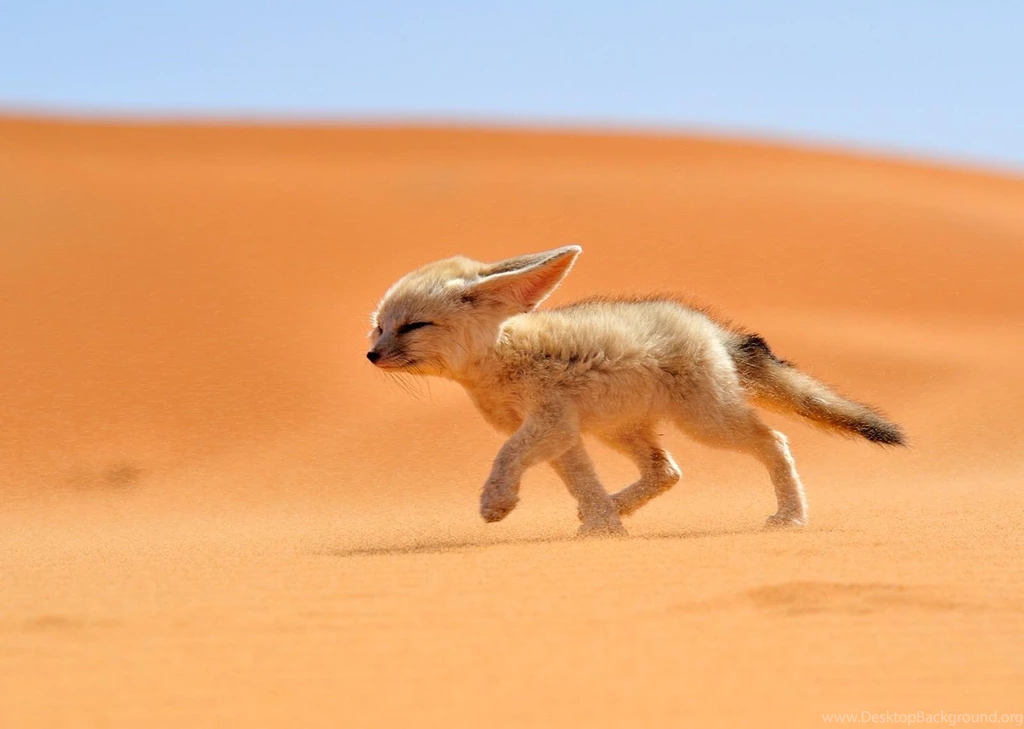 30 Fennec Fox HD Wallpapers