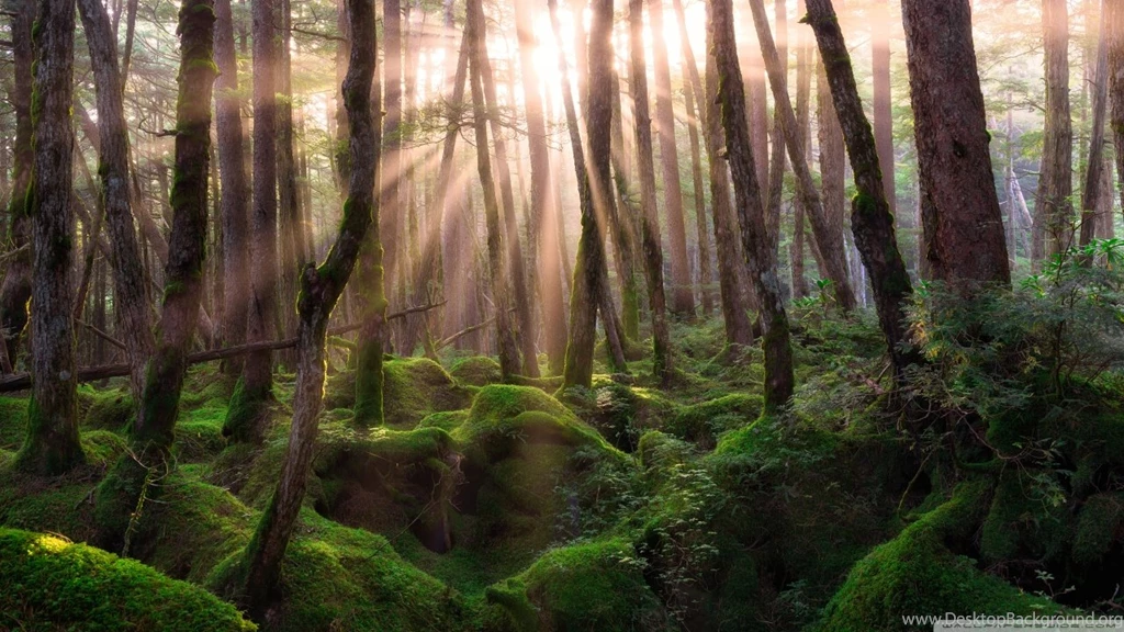 Pine Forest Sunrise HD Desktop Wallpapers : Widescreen : High ...