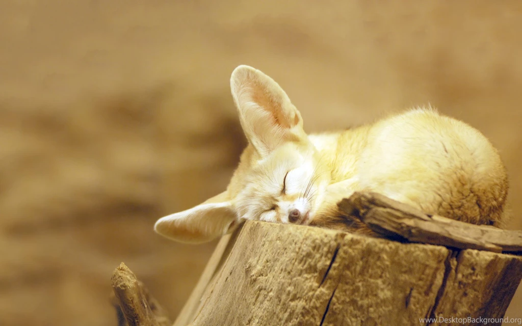 Fennec Fox Snooze Wallpapers