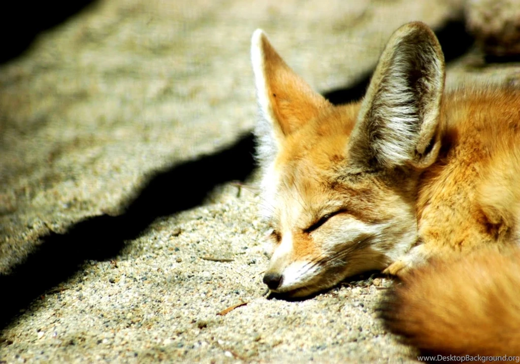 Baby Fennec Fox Wallpapers