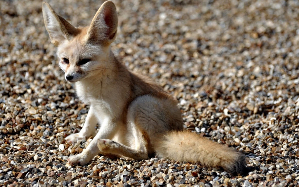 Fennec Fox Wallpapers