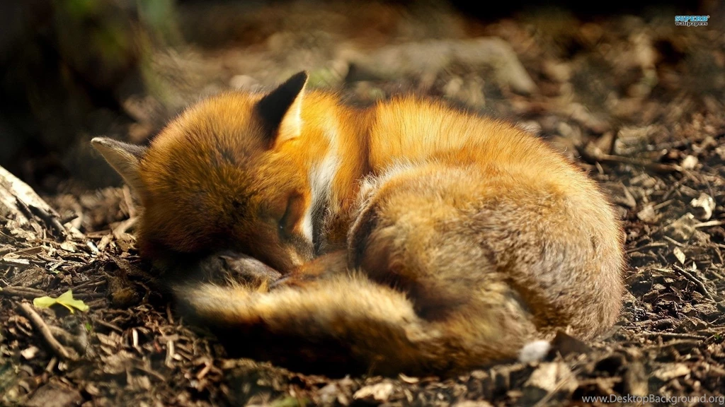 Fox Wallpapers Free Wallpapers Cave