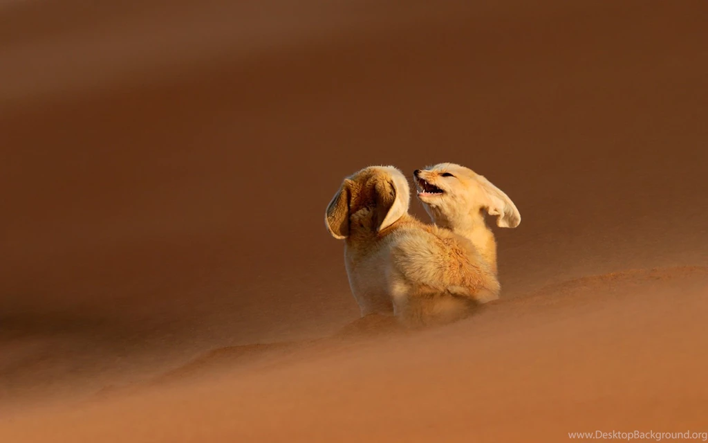 Fennec Fox Wallpapers HD Download