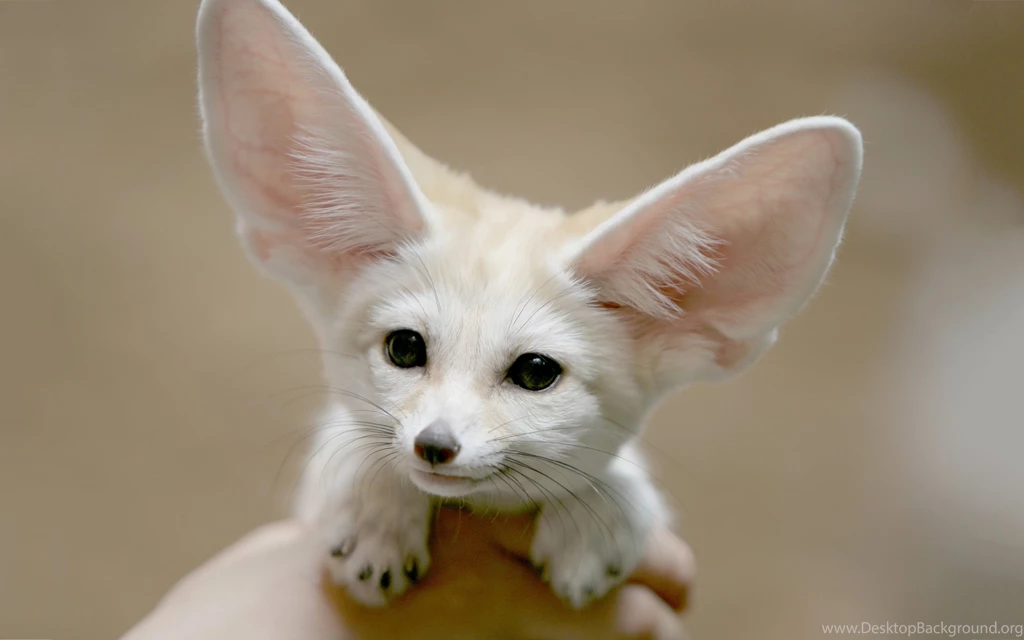 2880x1800 Fennec Fox Wallpapers