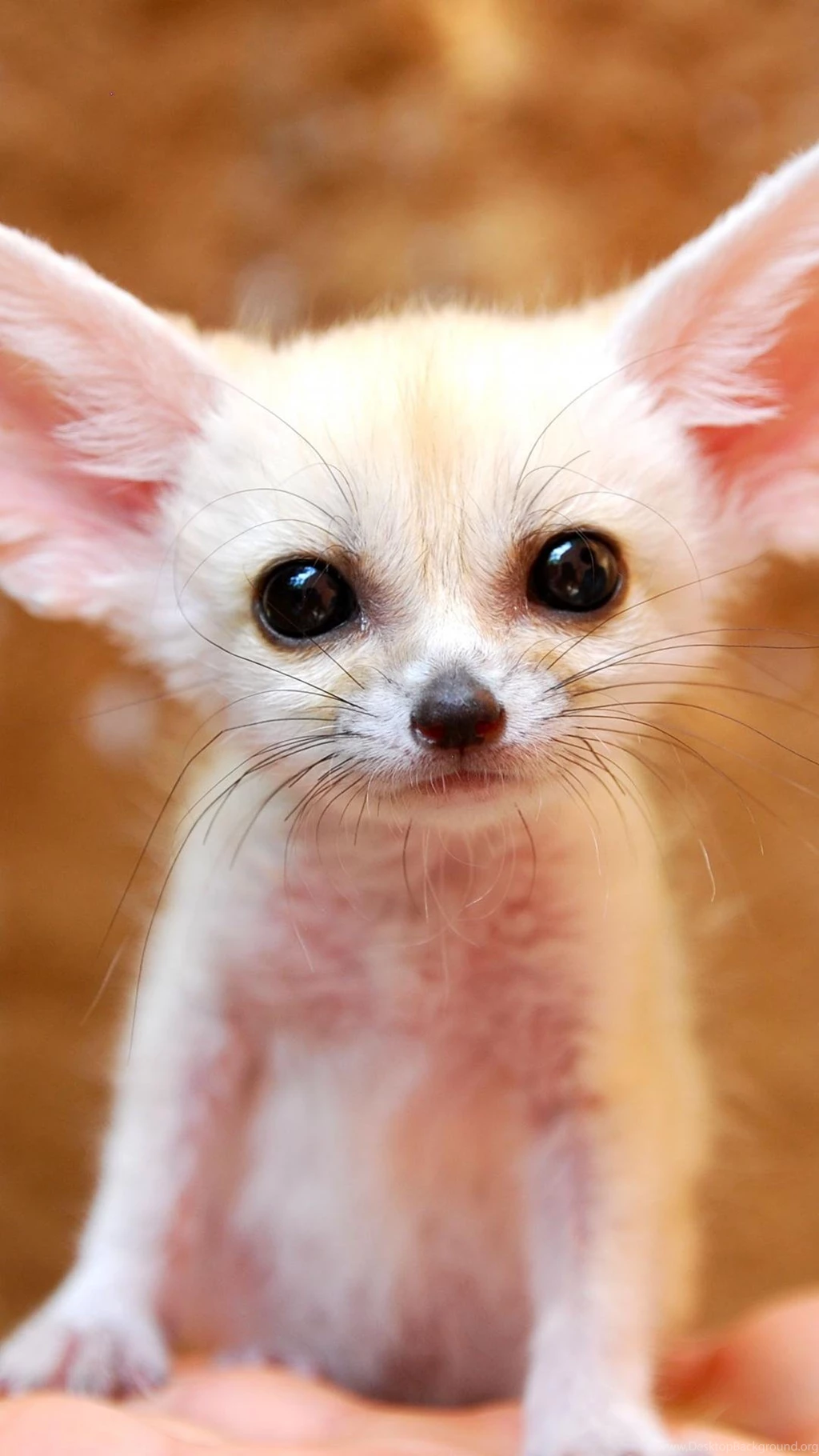Full Grown Fennec Fox Wallpaper.