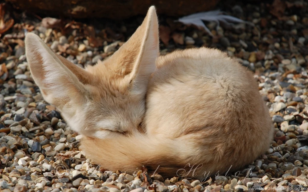 Fennec Fox Sleep Wallpaper, Size: 1440x900