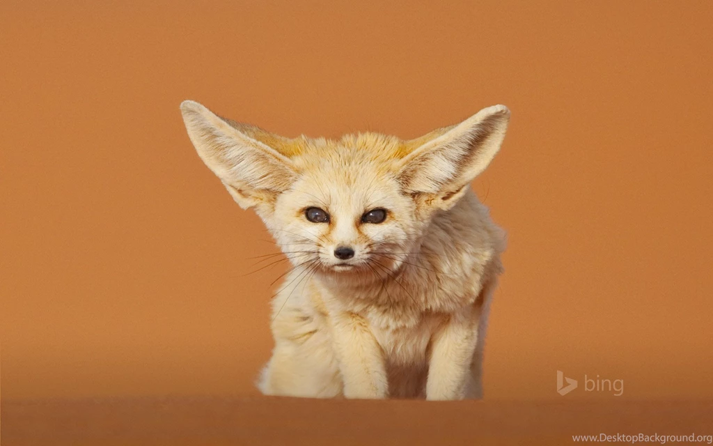 fennec free 3g