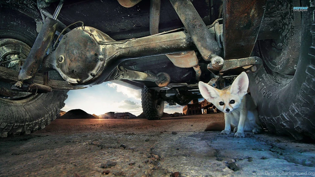 HD Fennec Fox Wallpapers