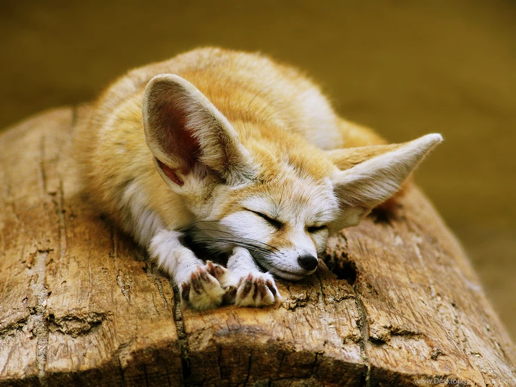 Fennec Fox Cute Ears Sleeping Sahara Desert Algeria Africa Animals ...