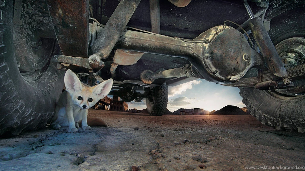 Fennec Fox Wallpapers HD Download