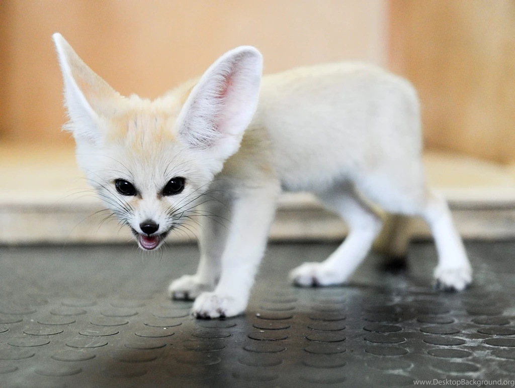 White Fennec Fox Full Grown Wallpaper.