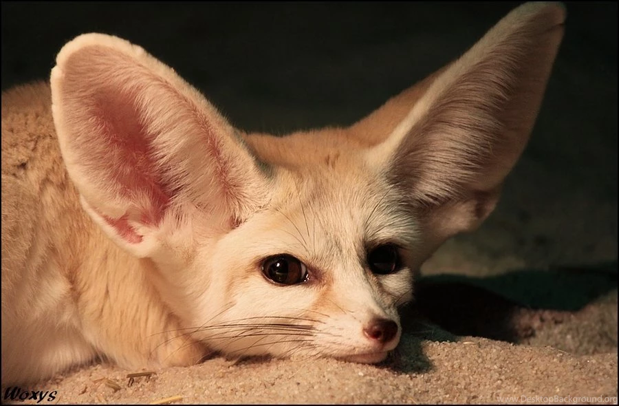Cute Cuter Fennec Fox By Woxys On DeviantArt