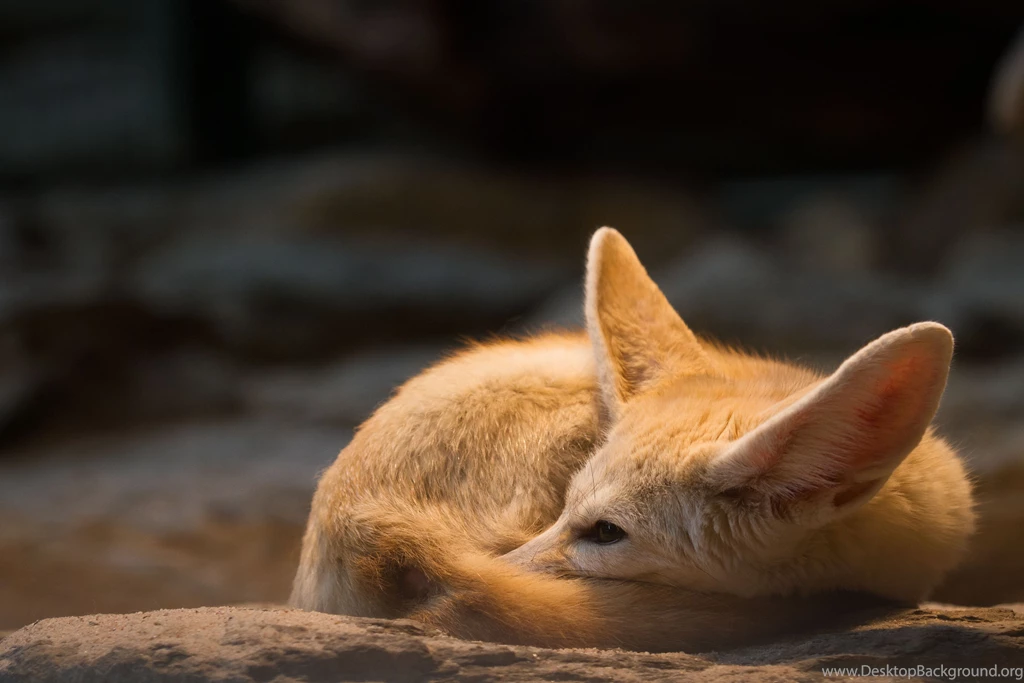 1 Fennec Fox HD Wallpapers