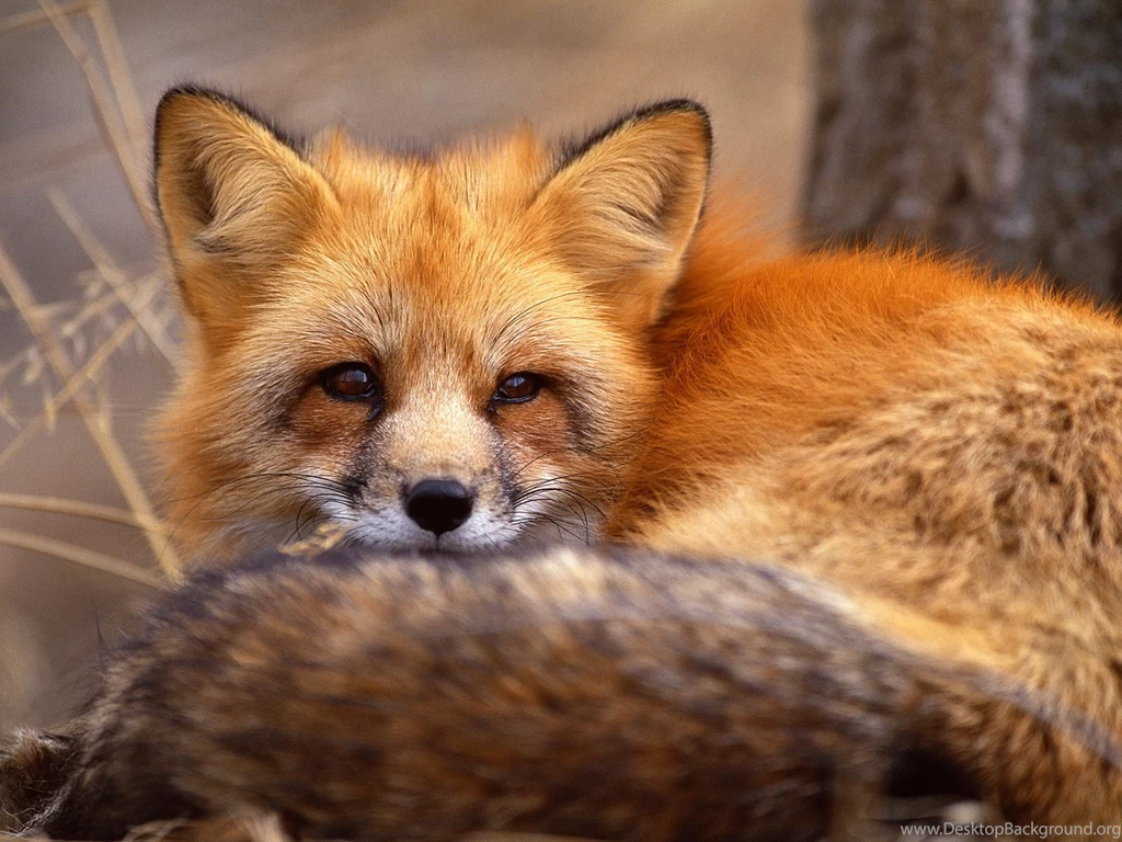 Baby Fennec Fox Wallpapers