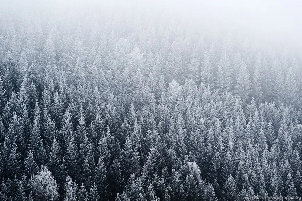 Fir, Pine Forest, Fog, Top View, Wallpapers