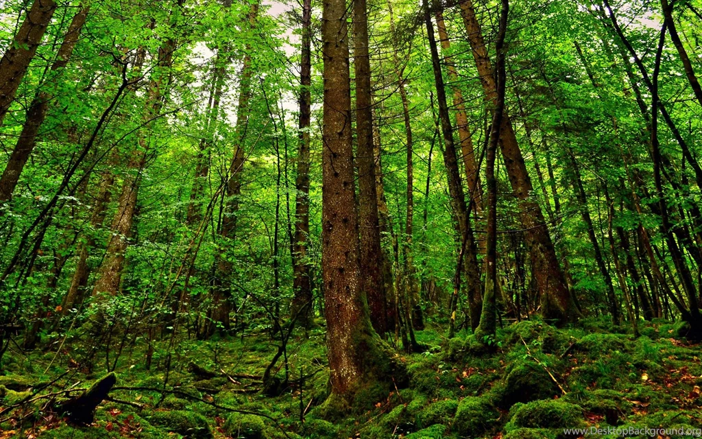 Forest Wallpapers Iphone 3 Forest Wallpapers