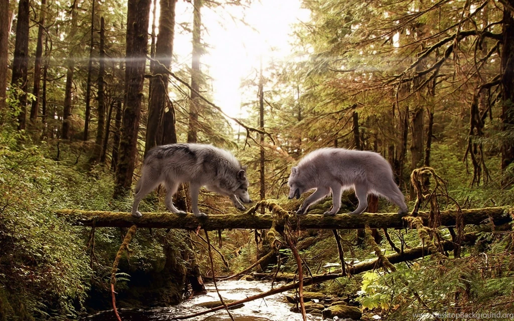 Download Wallpapers 3840x2400 Wolves, Couple, Forest, Trees, Trunk ...