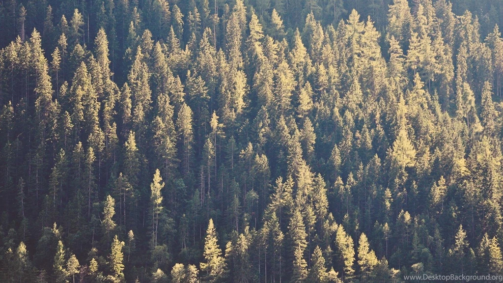 Forest Pine Tree Trees Wallpapers