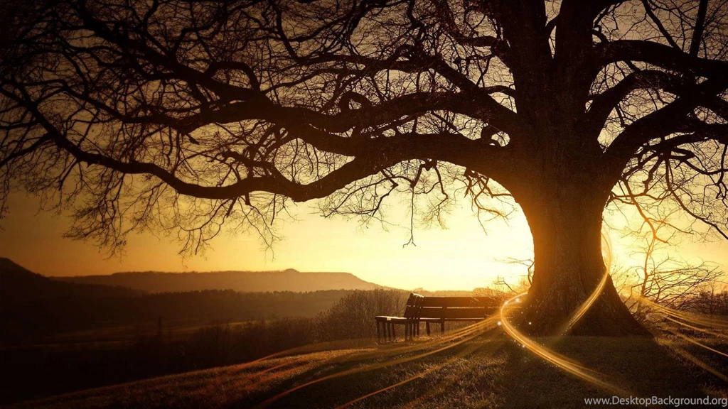 Tree Nature Bench Sun Fantasy Hd Wallpapers   (