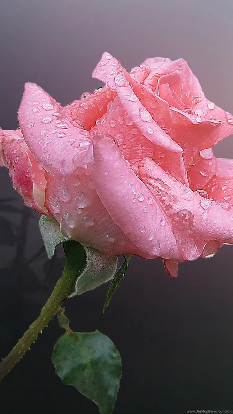 Love iPhone 6 Wallpapers HD