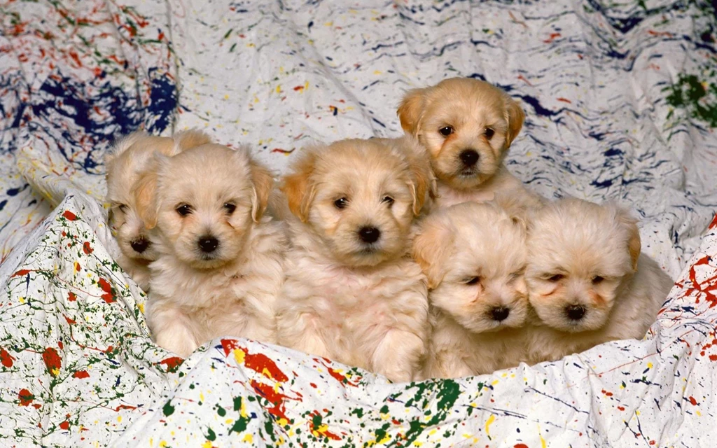 Sweet Baby Puppies >> HD Wallpaper, Get It Now!
