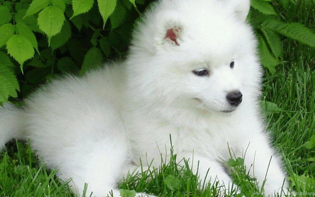 SAMOYED Dog Dogs Canine Baby Puppy Wallpapers