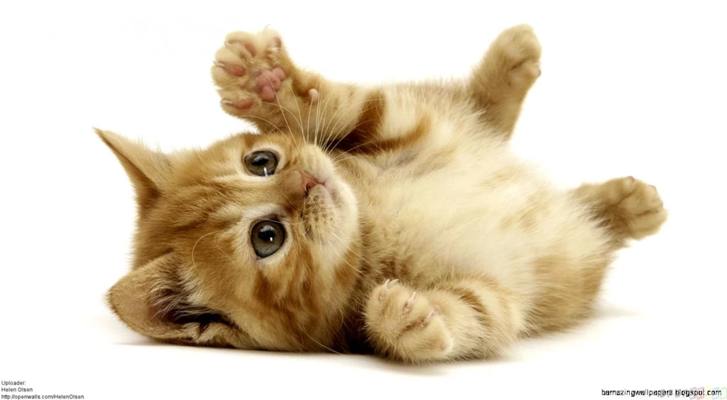 Super Cute Baby Kittens