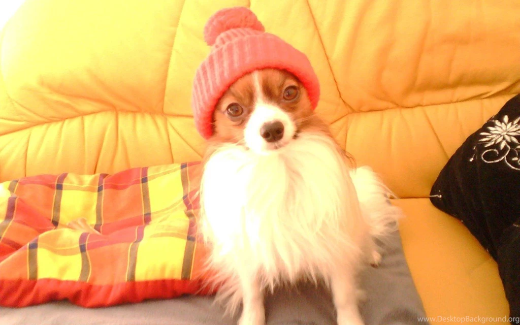 Such A Sweetheart <3 Chihuahuas Wallpapers (16028072) Fanpop