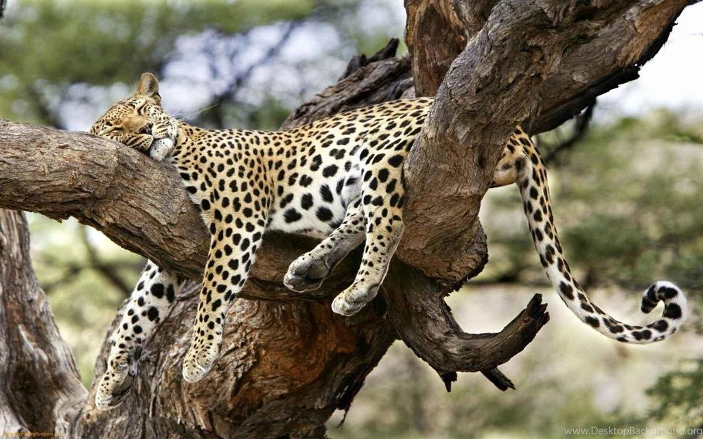 Cheetah Wallpapers — Free Full HD Wallpaper. Widescreen HQ Desktop ...