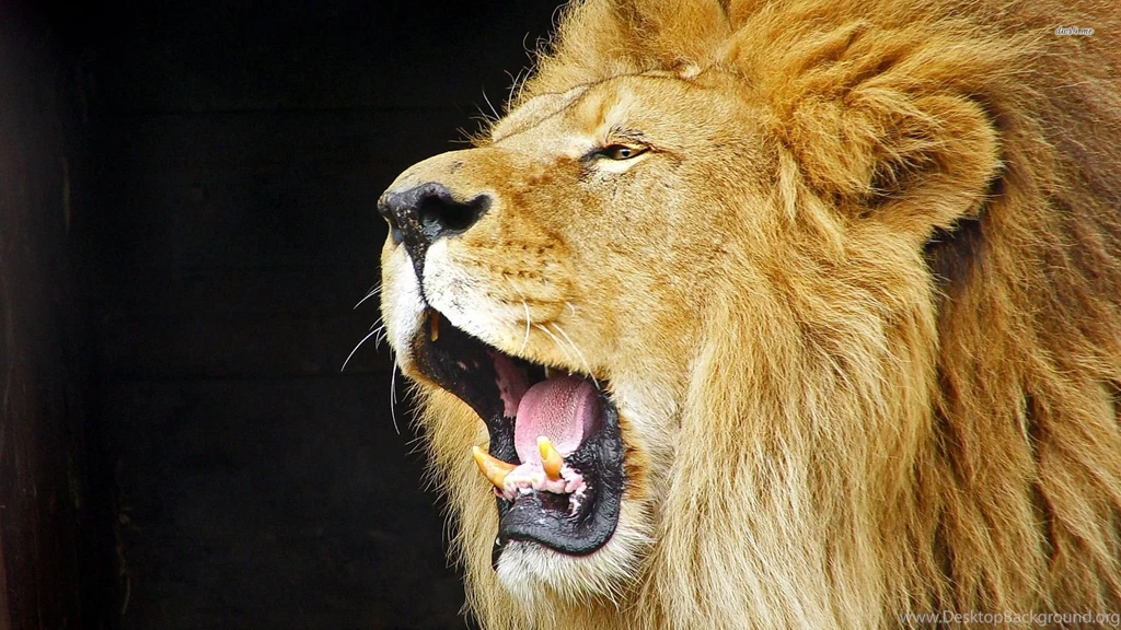 Roaring lion photo wallpapers