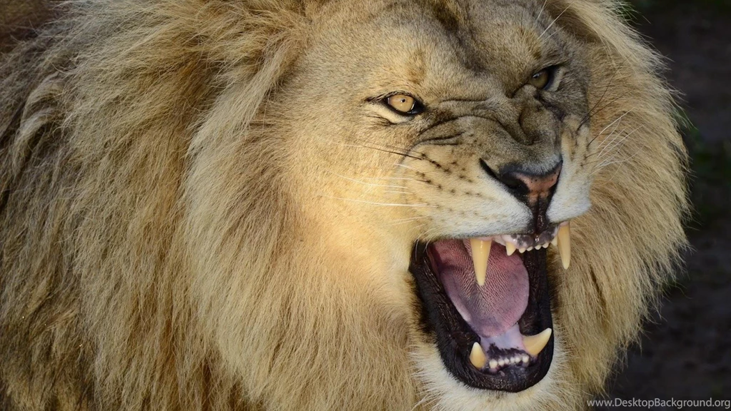 Pictures Of A Roaring Lion Wallpapers Desktop Background