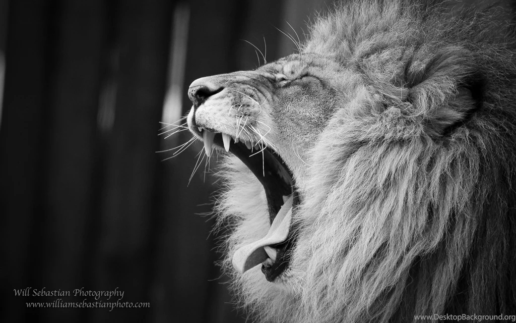 Lion Roar Profile Wallpaper.