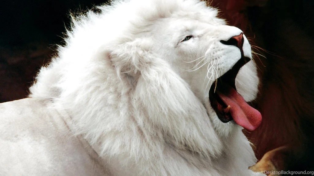 Roaring lion photo
