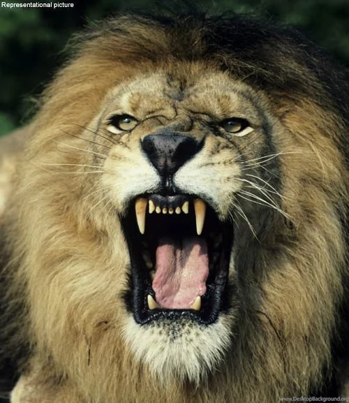 Roaring Lion ImgMob