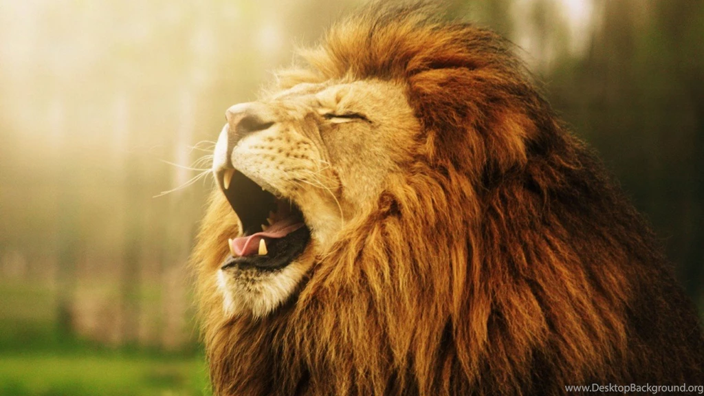 Roaring Lion Wallpapers Download For Desktop, PC & Mobile