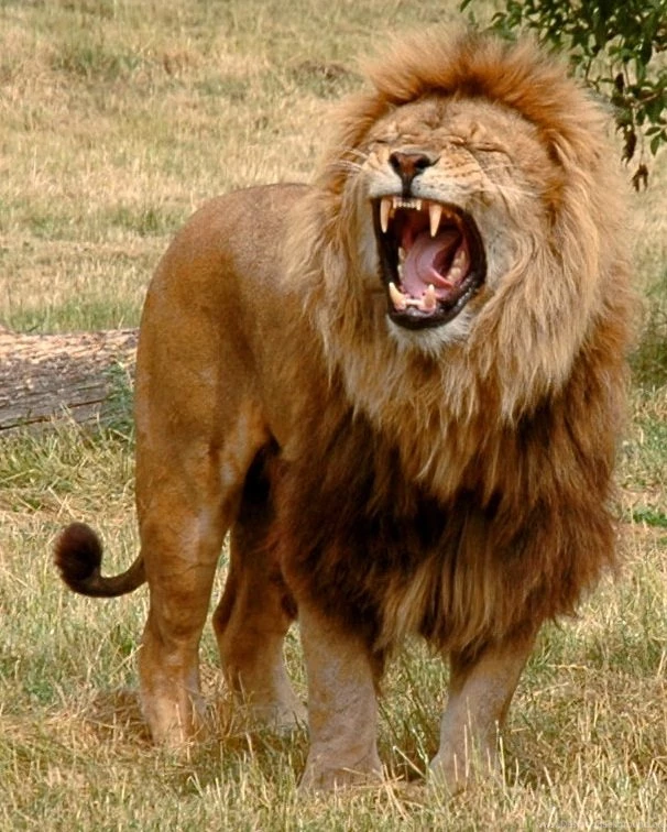 Amazing Roaring Lion