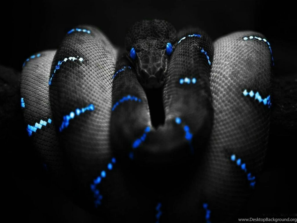 Wallpapers Anaconda Wallpapers Cave