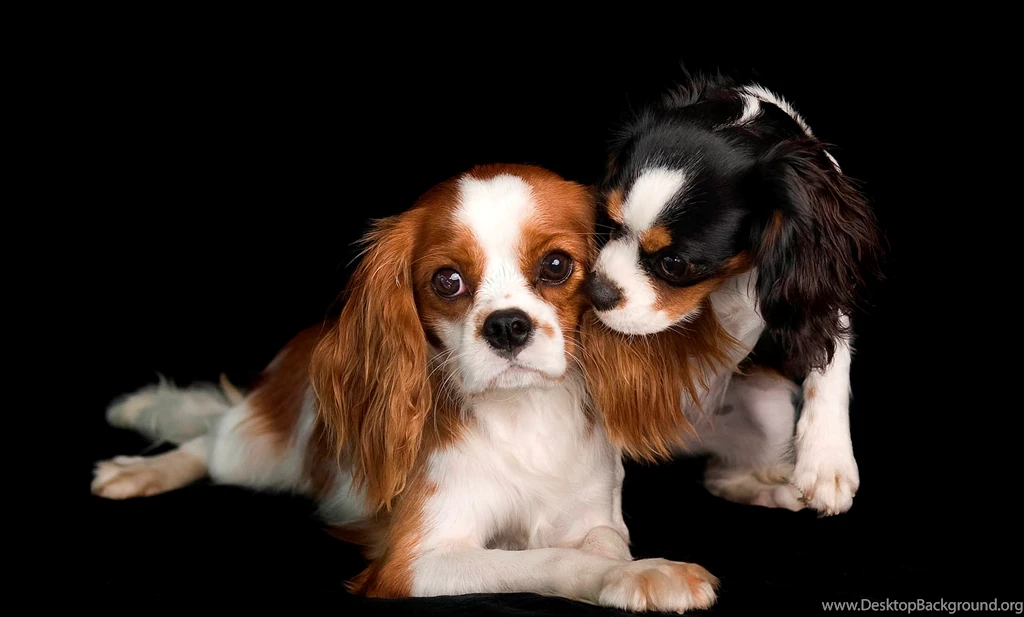 Cavalier King Charles Spaniel