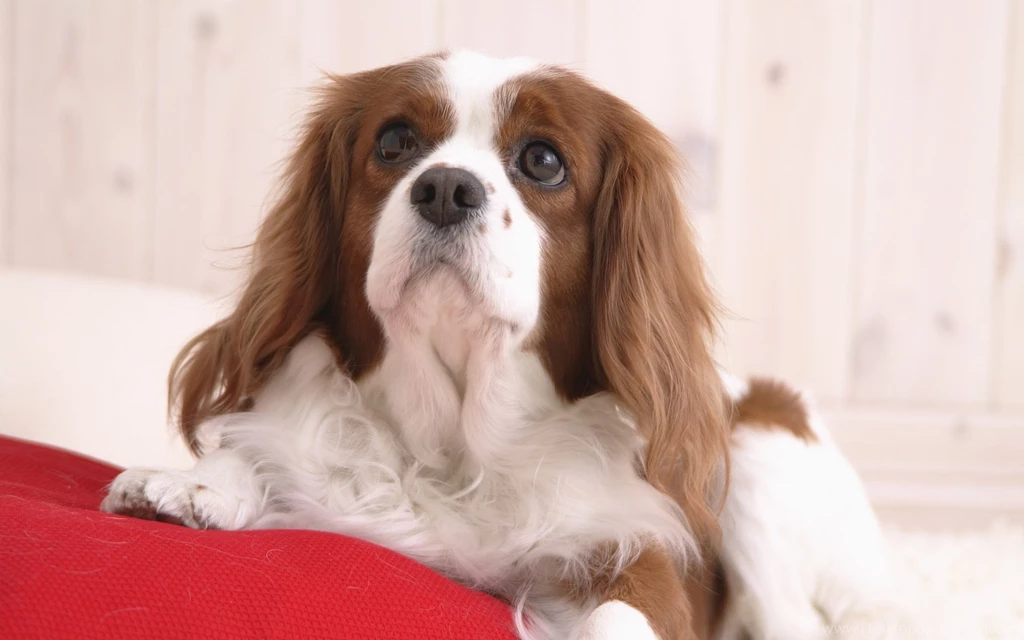 Cavalier King Charles Spaniel Wallpapers